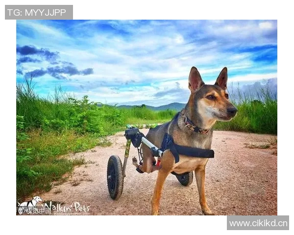 深圳极限运动队的战术创新与节奏体系探索之路 深圳极限运动队的战术创新与节奏体系探索之路